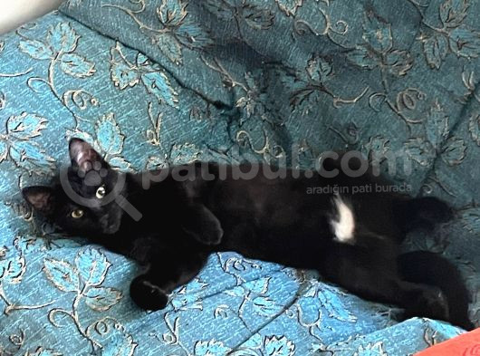 Simsiyah Parlak Tüyleri Olan 6 Aylık Kedimiz Kayıp görsel