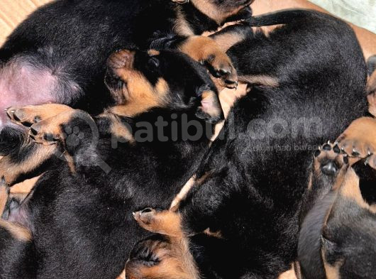 Koca Kafa Rotweiller Yavruları görsel