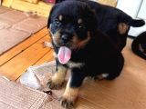 Koca Kafa Rotweiller Yavruları