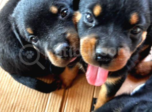 Koca Kafa Rotweiller Yavruları görsel