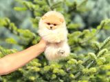Sevimli pomeranian boo yavrular her yere gönderilir