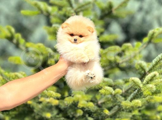 Sevimli Pomeranian Boo Yavrular Her Yere Gönderilir