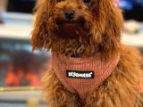 A Kali̇te Irk Garanti̇li̇ Toy Poodle