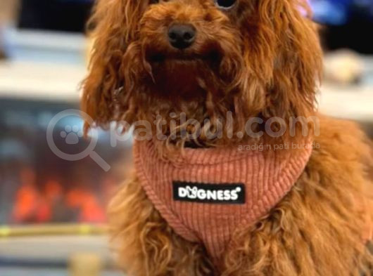 A Kali̇te Irk Garanti̇li̇ Toy Poodle görsel