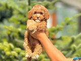 Sevimli Maltipoo Yavrular Her Yere Gönderilir