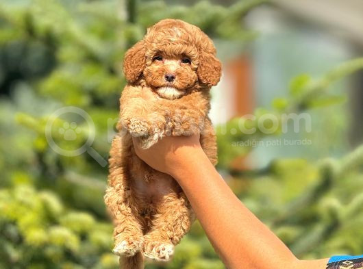 Sevimli Maltipoo Yavrular Her Yere Gönderilir görsel
