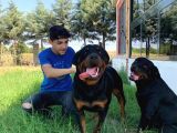 Koca Kafa Rotweiller Yavruları