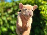 Isabella Carrier French Bulldog