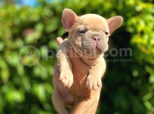 Isabella Carrier French Bulldog görsel