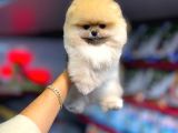 Sevimli Pomeranian Boo Yavrular Her Yere Gönderilir
