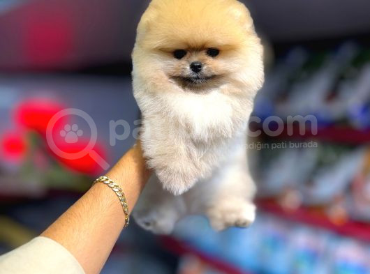 Sevimli Pomeranian Boo Yavrular Her Yere Gönderilir görsel