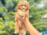 Sevimli Maltipoo Yavrular Her Yere Gönderilir
