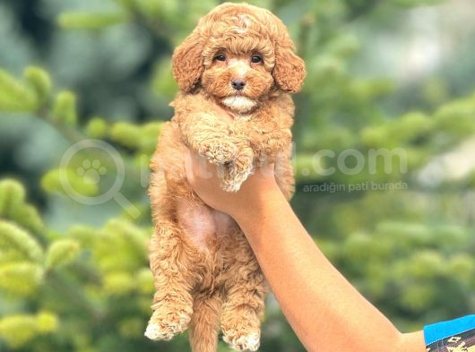 Sevimli Maltipoo Yavrular Her Yere Gönderilir görsel