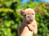 Isabella Carrier French Bulldog