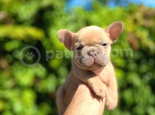 Isabella Carrier French Bulldog görsel