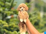 Sevimli Maltipoo Yavrular Her Yere Gönderilir