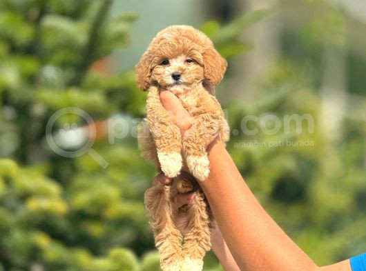 Sevimli Maltipoo Yavrular Her Yere Gönderilir görsel