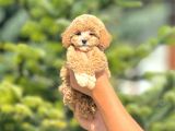 Sevimli Maltipoo Yavrular Her Yere Gönderilir