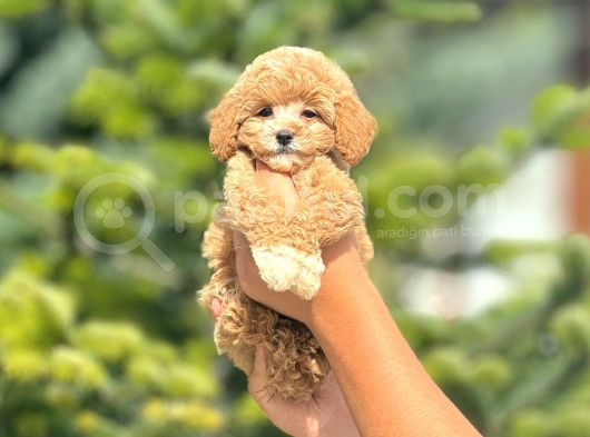 Sevimli Maltipoo Yavrular Her Yere Gönderilir görsel