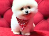 Sevimli Pomeranian Boo Yavrular Her Yere Gönderilir