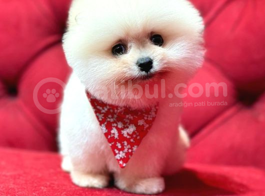 Sevimli Pomeranian Boo Yavrular Her Yere Gönderilir görsel