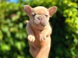 Isabella carrier french bulldog