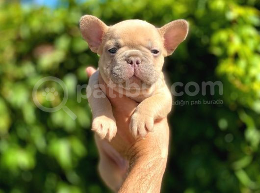 Isabella Carrier French Bulldog