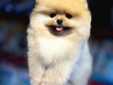 Sevimli Pomeranian Boo Yavrular Her Yere Gönderilir
