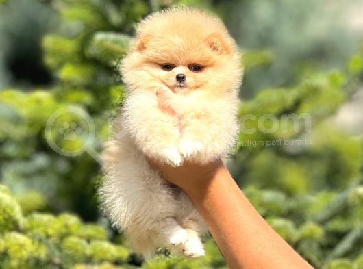 Sevimli Pomeranian Boo Yavrular Her Yere Gönderilir görsel