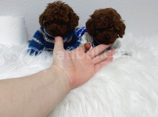 Kg Garantili Toy Poodle Yavrular Her Yere Gönderilir görsel