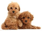 2 ve 3 kg garantisi altında RED TOOY POODLE SEVİMLİ KIPKIRMI