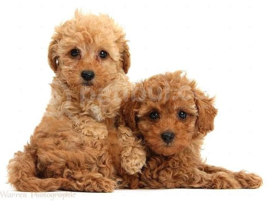 Kıpkırmızı Red Tooy Poodle Sevimli Yavrular  görsel