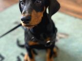 En Yakışıklı Irk Doberman Erkek Yavruları