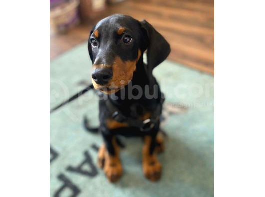 En Yakışıklı Irk Doberman Erkek Yavruları görsel