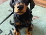 En Yakışıklı Irk Doberman Erkek Yavruları