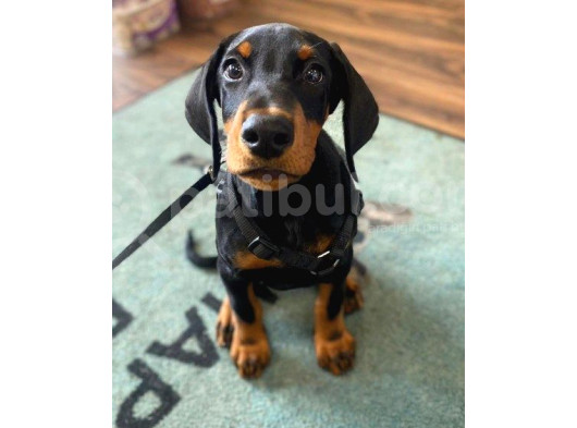 En Yakışıklı Irk Doberman Erkek Yavruları