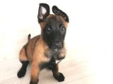 Kurtarıcı Köpek Irkı Belçika Malinois Kurdu Yavrularımız