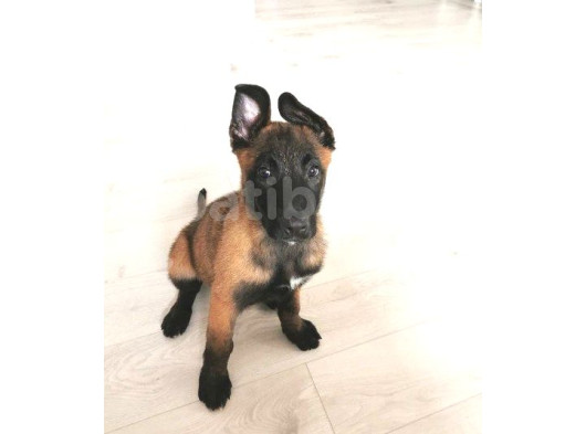 Kurtarıcı Köpek Irkı Belçika Malinois Kurdu Yavrularımız görsel