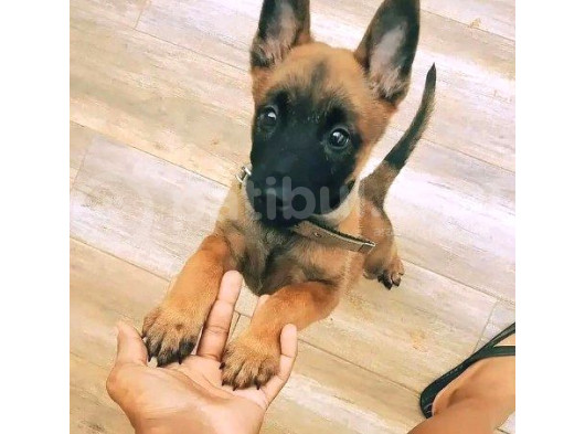Kurtarıcı Köpek Irkı Belçika Malinois Kurdu Yavrularımız