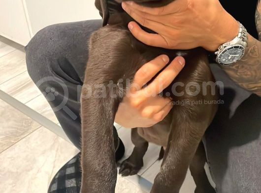 Safkan Çikolata Rengi 21 Haziran Doğumlu görsel