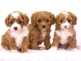 Kahve Tonlu Mini Boy Puppy Sevimli Yavrular Malti̇po Ci̇nsi̇ 