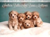 Kahve tonlu mini boy puppy sevimli yavrular MALTİPO CİNSİ 