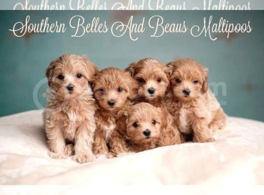 Kahve tonlu mini boy puppy sevimli yavrular MALTİPO CİNSİ 