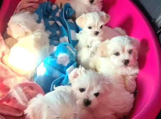 Kar Beyazı Maltese Bebeklerimiz görsel
