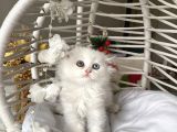 Sağlıklı oyuncu ev ortamından