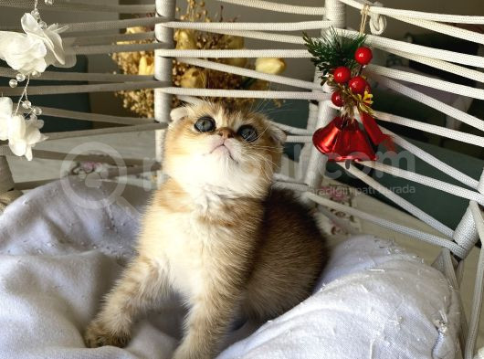 Golden Sağlıklı Oyuncu görsel