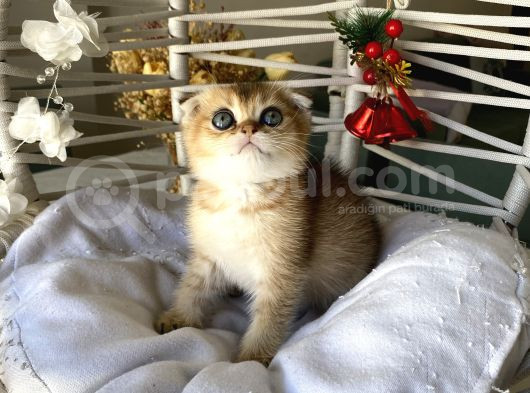 Golden Sağlıklı Oyuncu görsel