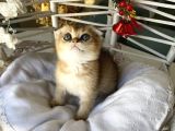 Golden Sağlıklı Oyuncu