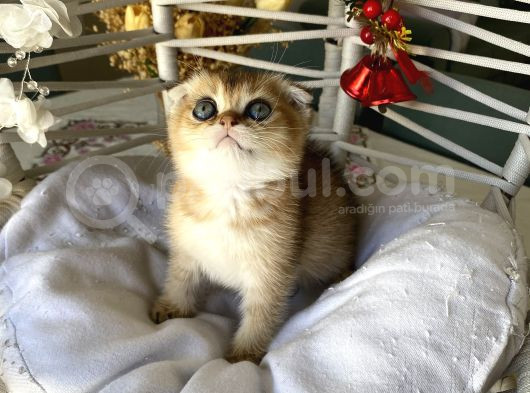 Golden Sağlıklı Oyuncu görsel