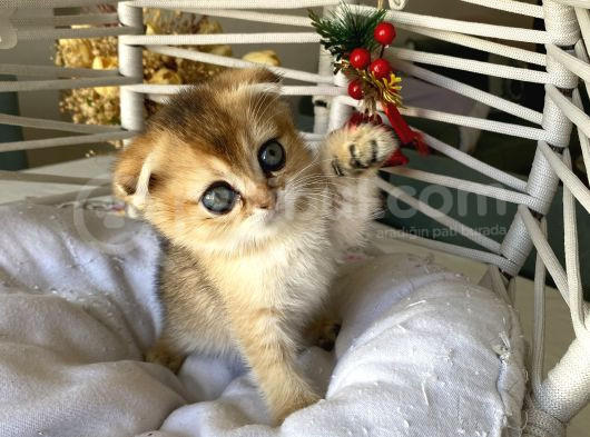 Golden Sağlıklı Oyuncu görsel